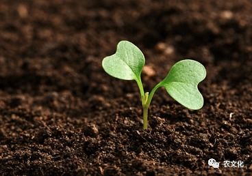 绿色高效肥料 赵秉强引领农业绿色发展的科技支撑