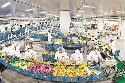 初级农产品迎来转型升级新契机 我国农产品加工业产业集群正蓄势待发